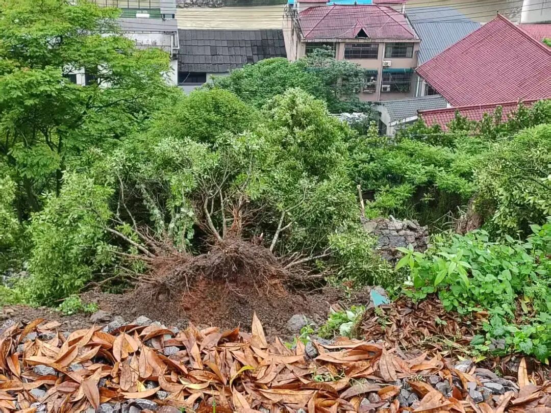 大树被连根拔起