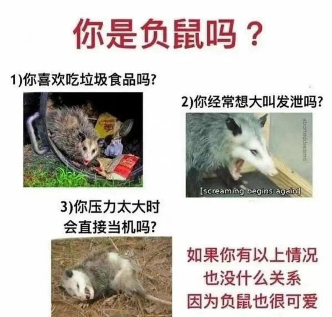 之间还有监控拍到浣熊骑着野猪大战负鼠