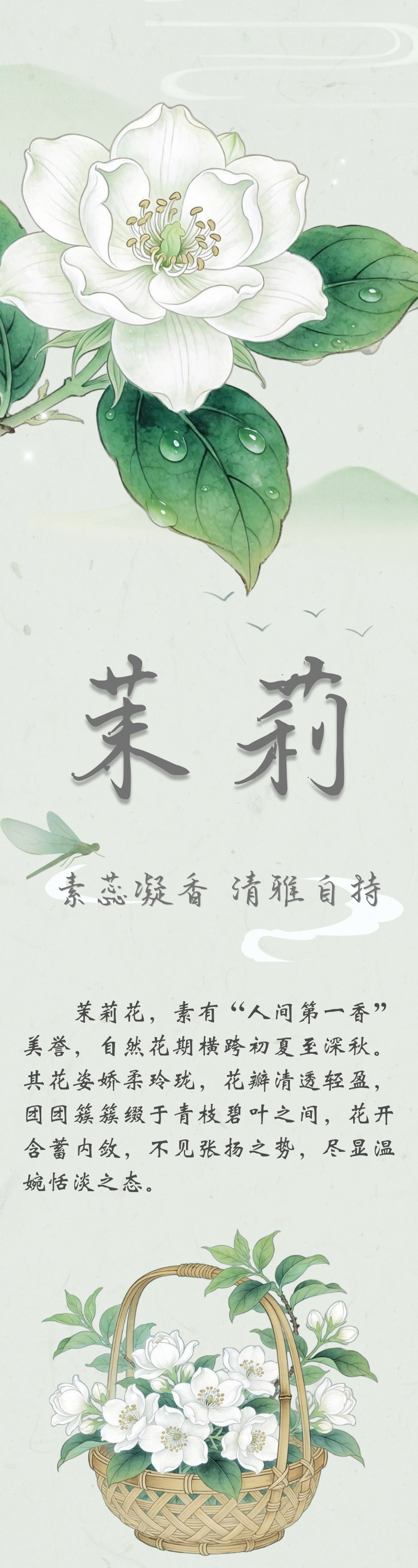 花寄廉语丨茉莉花：素蕊凝香 清雅自持
