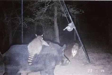 之间还有监控拍到浣熊骑着野猪大战负鼠
