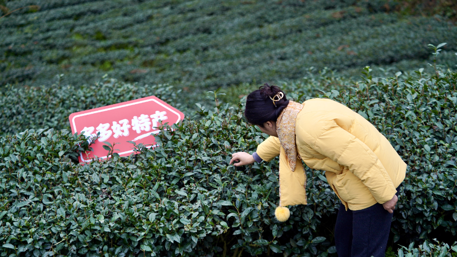 ▲“2026多多好特产”将继续加大对农货的扶持力度，持续助商惠农。（摄影 乐杏）