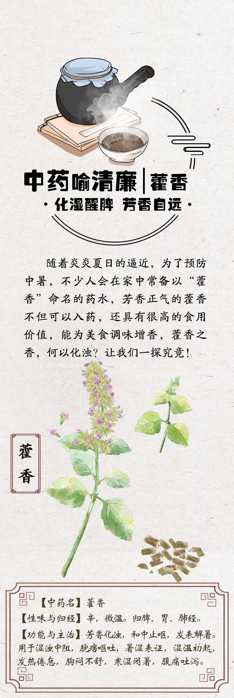 中药喻清廉丨藿香：化湿醒脾 芳香自远