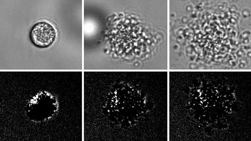 科学家发现新型免疫细胞
