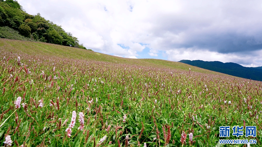 双江县邦丙乡，“药花”漫山野（视频截图）。