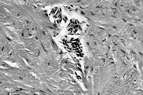 图片来源:SCIENCE PHOTO LIBRARY