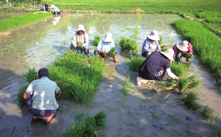 康县大南峪镇新街子村村民在田间起苗插秧。 陇南日报通讯员 郭林 摄