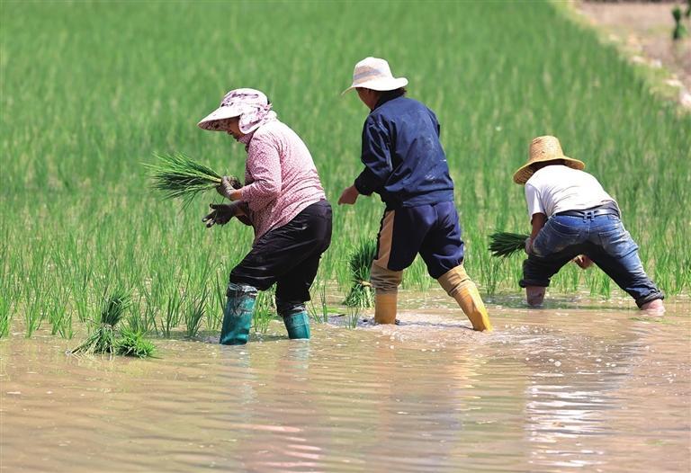 武都区角弓镇角弓街村村民在田间插秧。 陇南日报记者冉创昌 摄