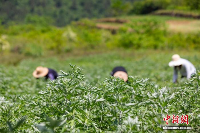 　　农民正在地里收割新鲜艾草。彭强 摄