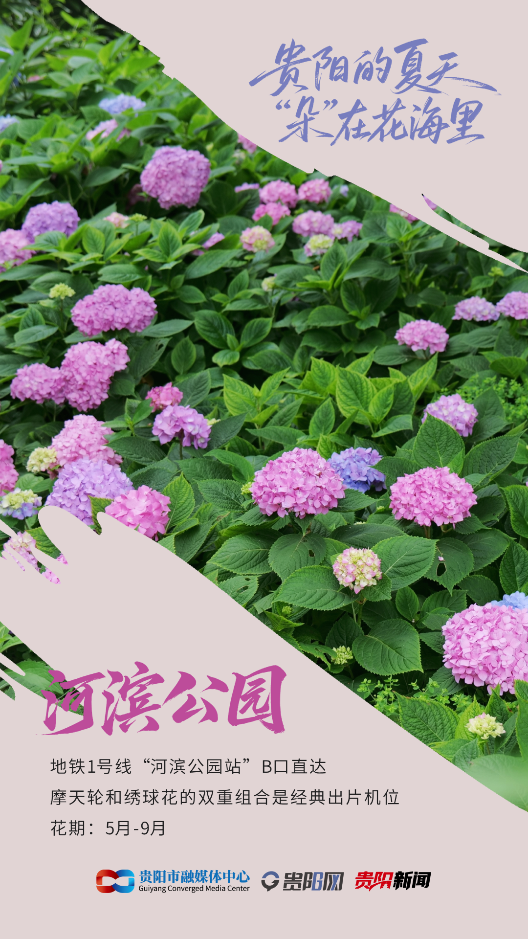 【AI贵阳】贵阳的夏天，“朵”在花海里_新浪财经_新浪网