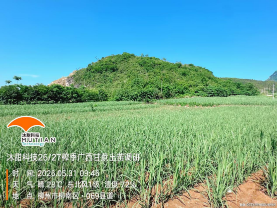 　　上图为长势好、管理好的新植蔗