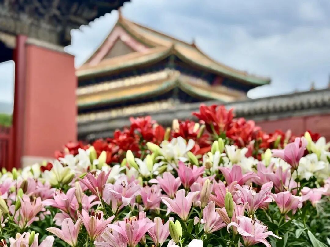 多云，最高气温28℃！沈阳故宫的百合花开啦！｜指尖早报