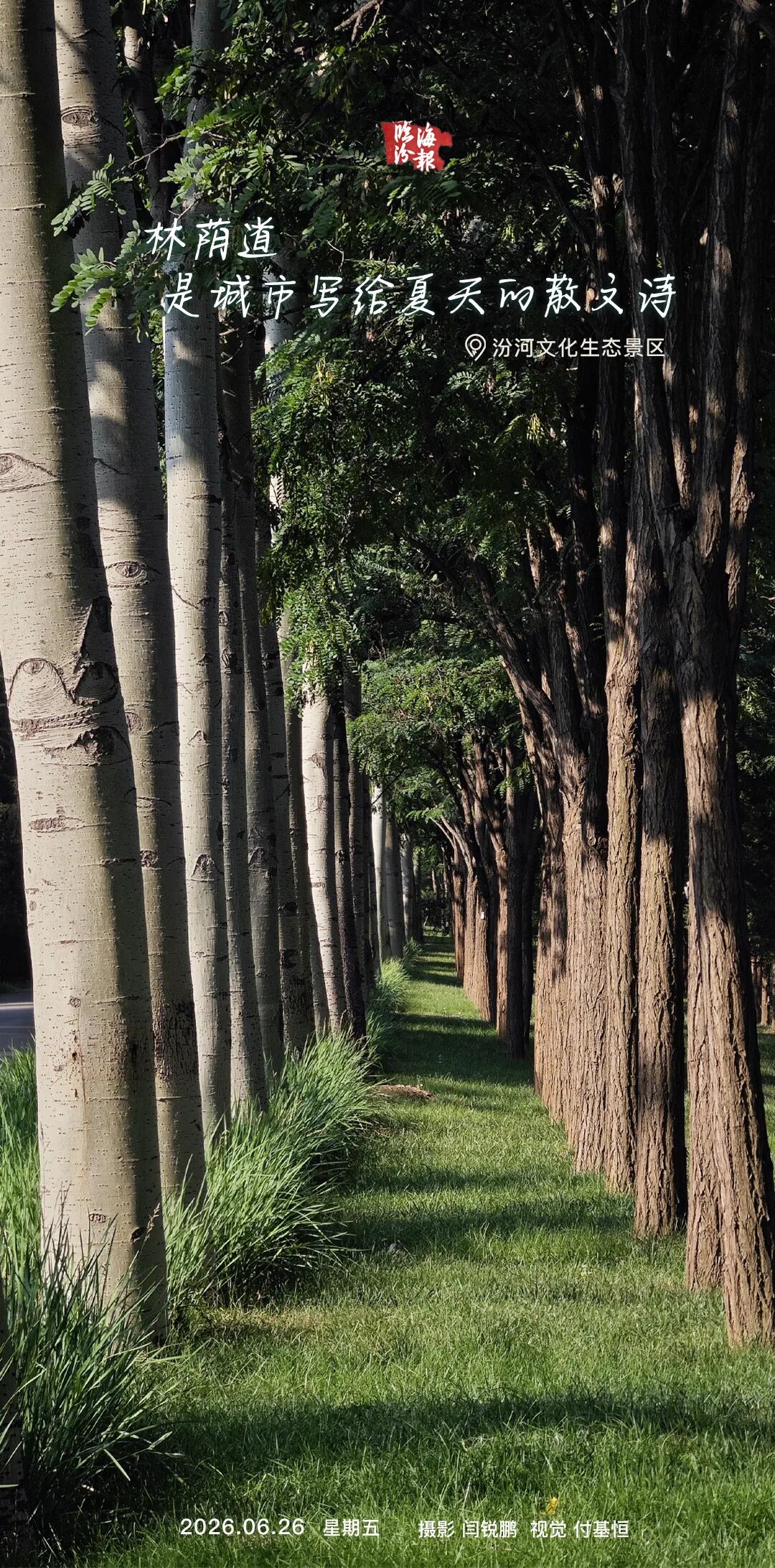 海报・临汾｜林荫道，是城市写给夏天的散文诗~
