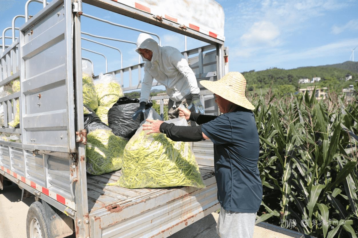 　　黄花菜装车销售。黎祖艳摄