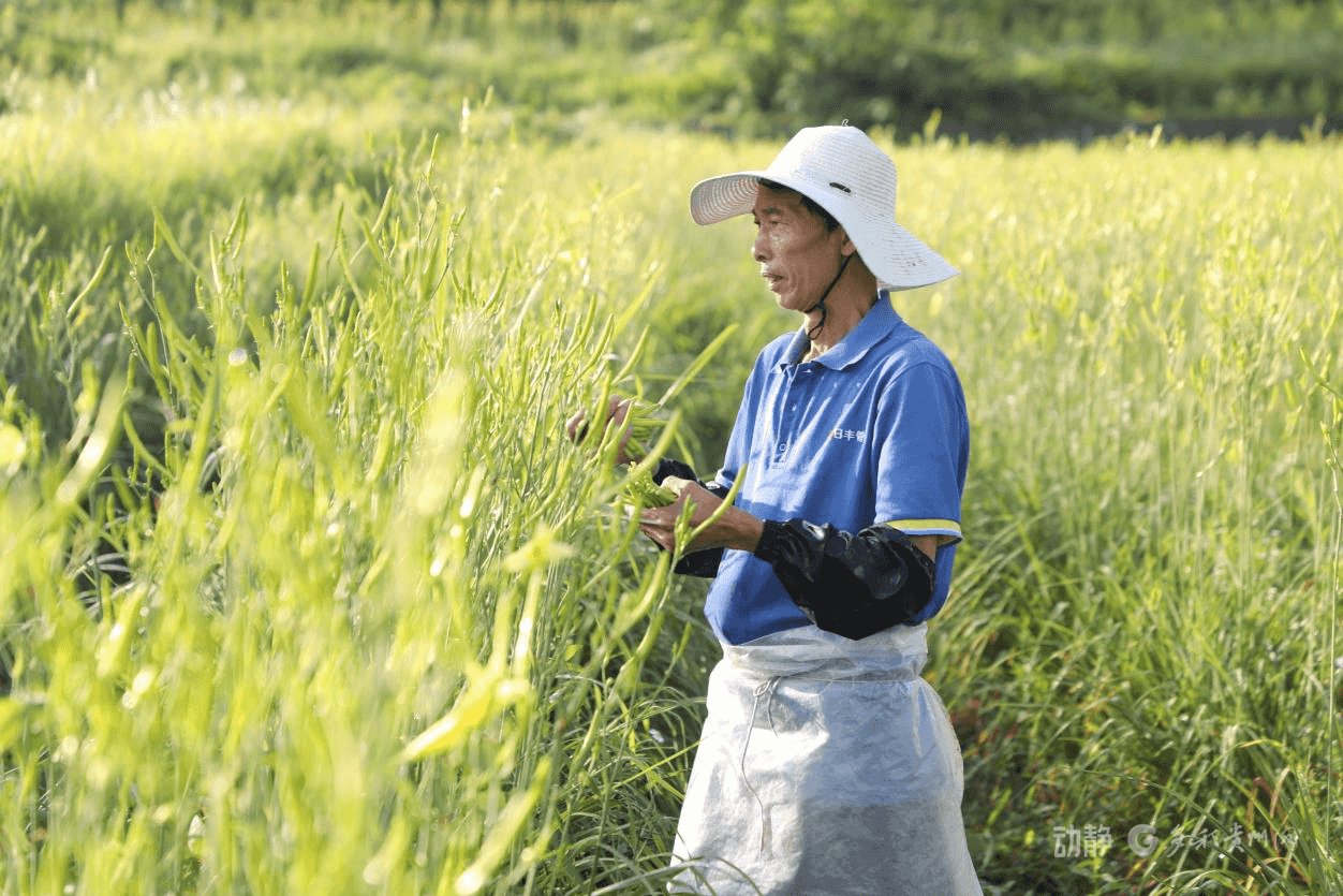 　　村民正在采收黄花菜。黎祖艳摄