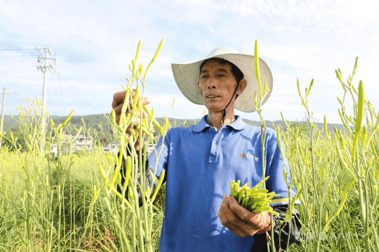 　　村民正在采收黄花菜。杨文美摄