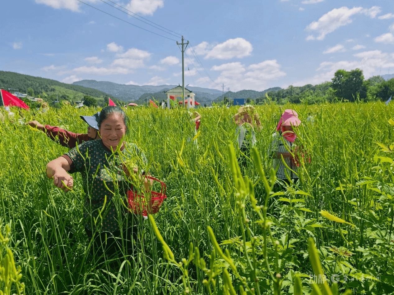 　　游客在体验采摘黄花菜。黎祖艳摄