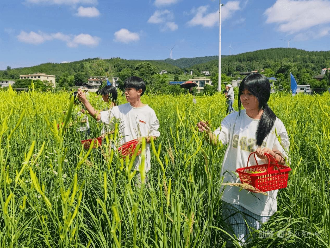 　　游客在体验采摘黄花菜。黎祖艳摄