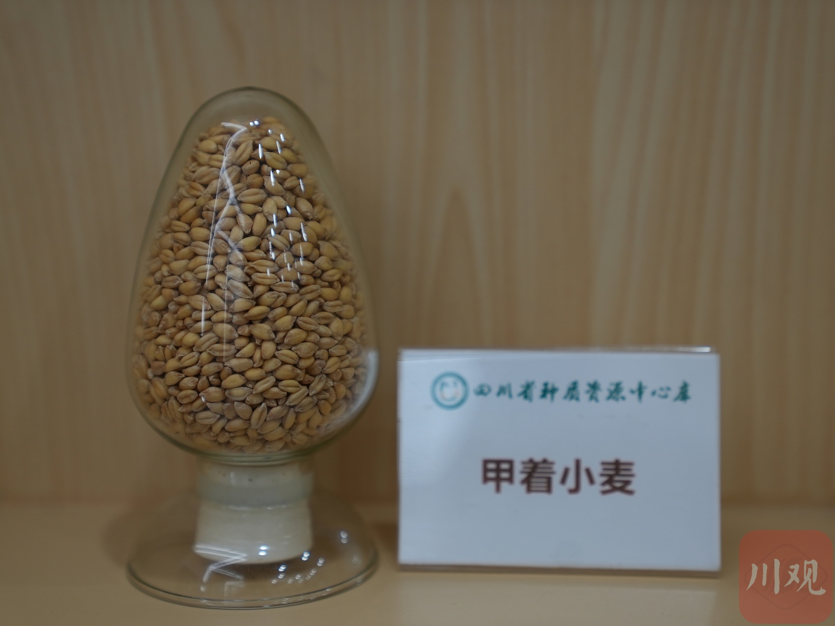 “甲着小麦”