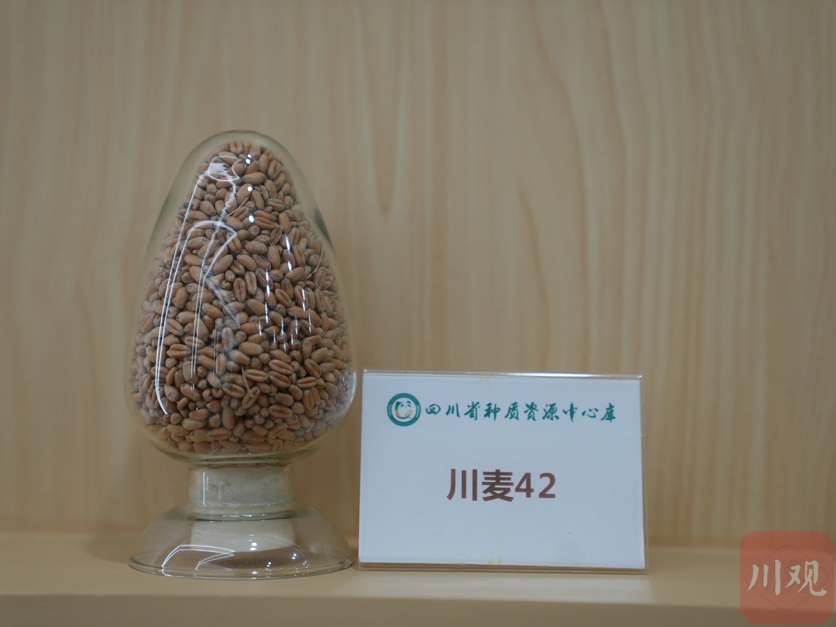 小麦种质资源“川麦42”