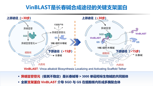2吨才提炼1克 浙大攻克天价抗癌药长春碱合成瓶颈 产量提升近1000倍
