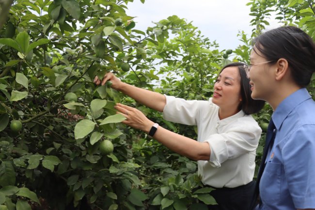 刘艳英和四川省安岳县检察院公益诉讼检察官一同前往柠檬种植园，查看果园环境。
