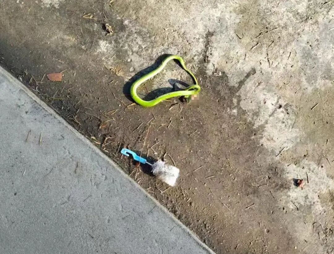 ▲被打死的竹叶青毒蛇