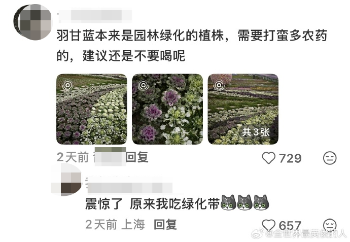 ▲网友称羽衣甘蓝需要打很多农药