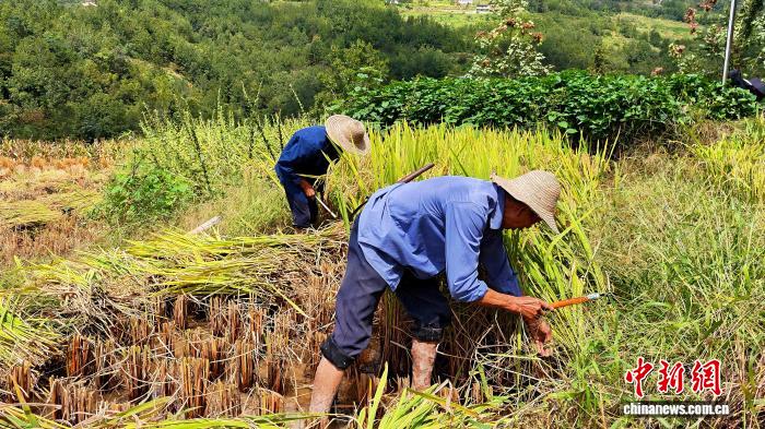 圖為農戶在鳳堰梯田收稻。(漢陰縣融媒體中心供圖)