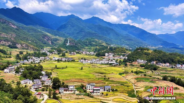 圖為鳳堰梯田秋日景觀。(漢陰縣融媒體中心供圖)