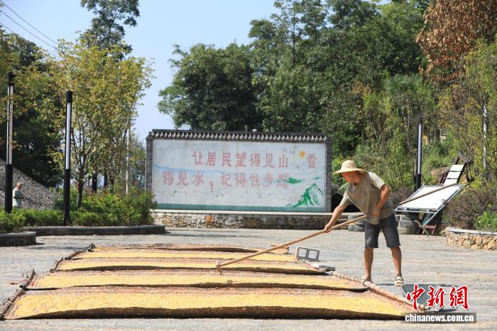 圖為村民在院壩里晾曬玉米。胡程 攝