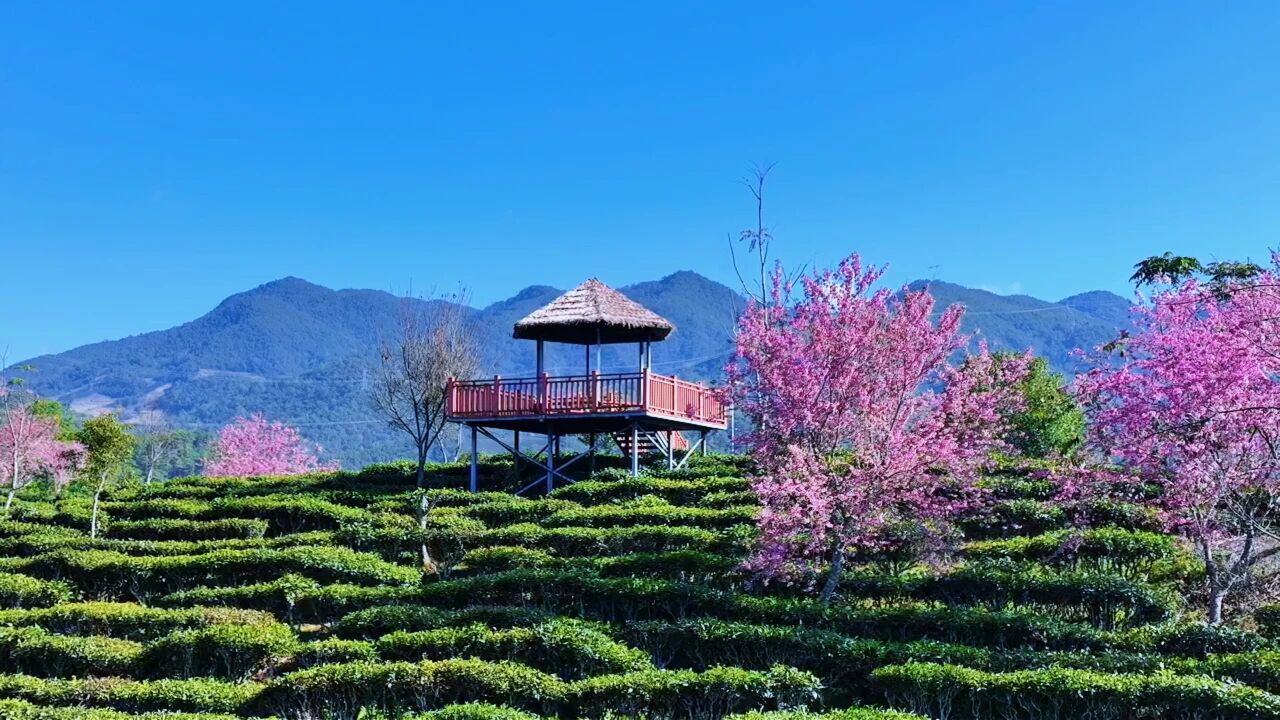 無量山櫻花穀（圖源：景東融媒）