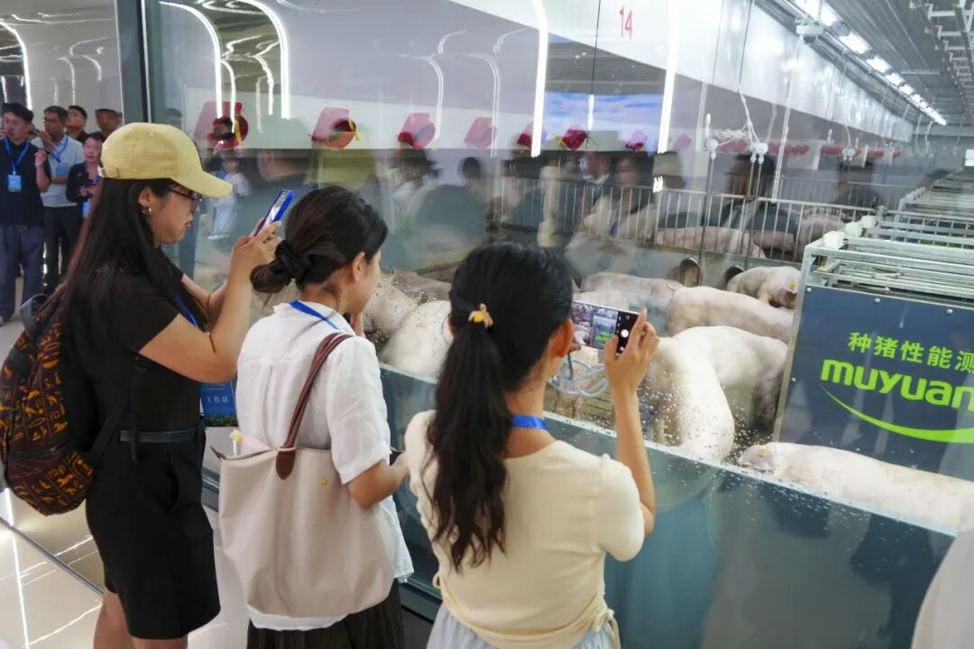 △图为牧原食品股份集团有限公司生猪育种中心。（资料图，图片由CNSPHOTO提供）