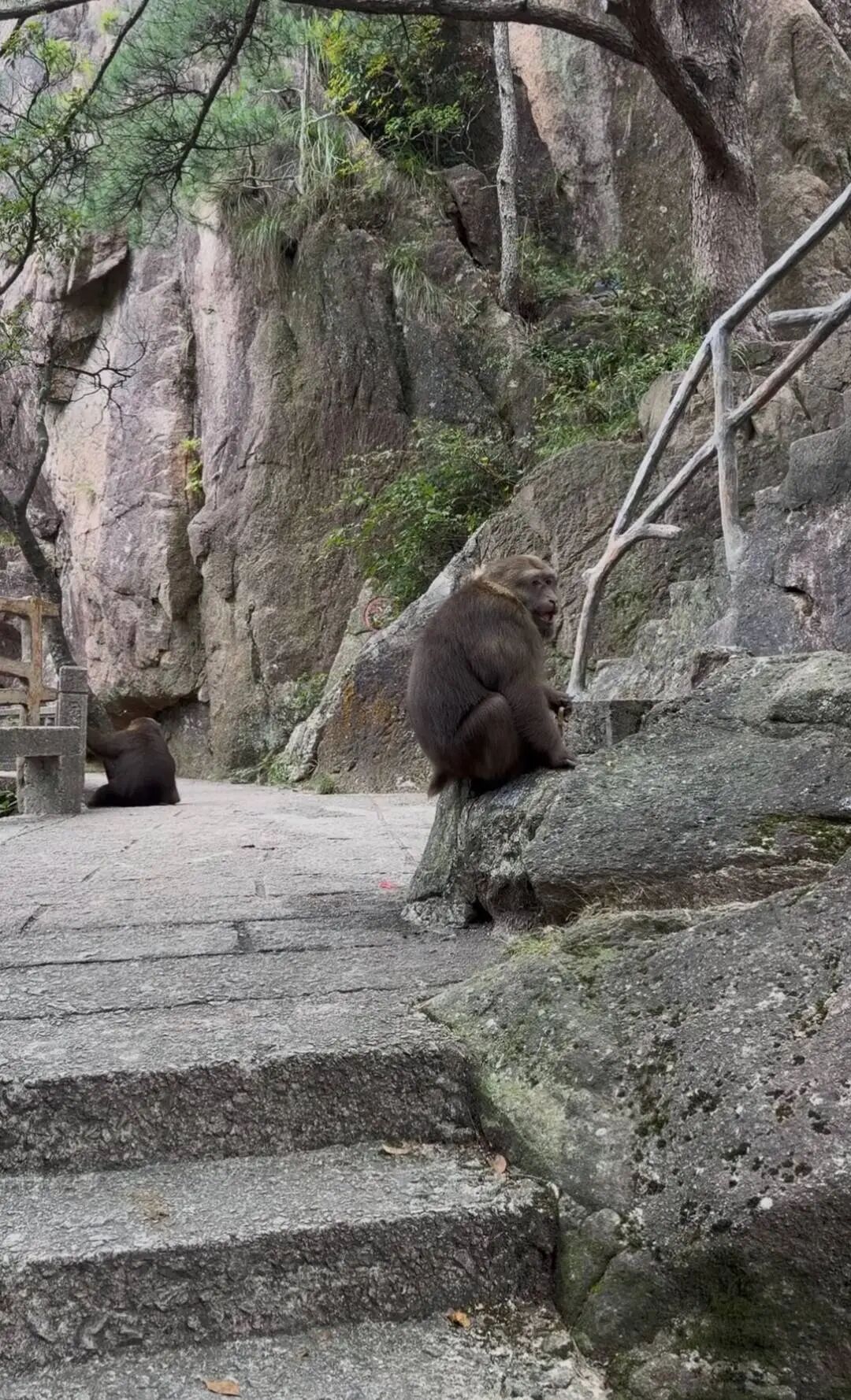 王女士在路上遇到的野猴