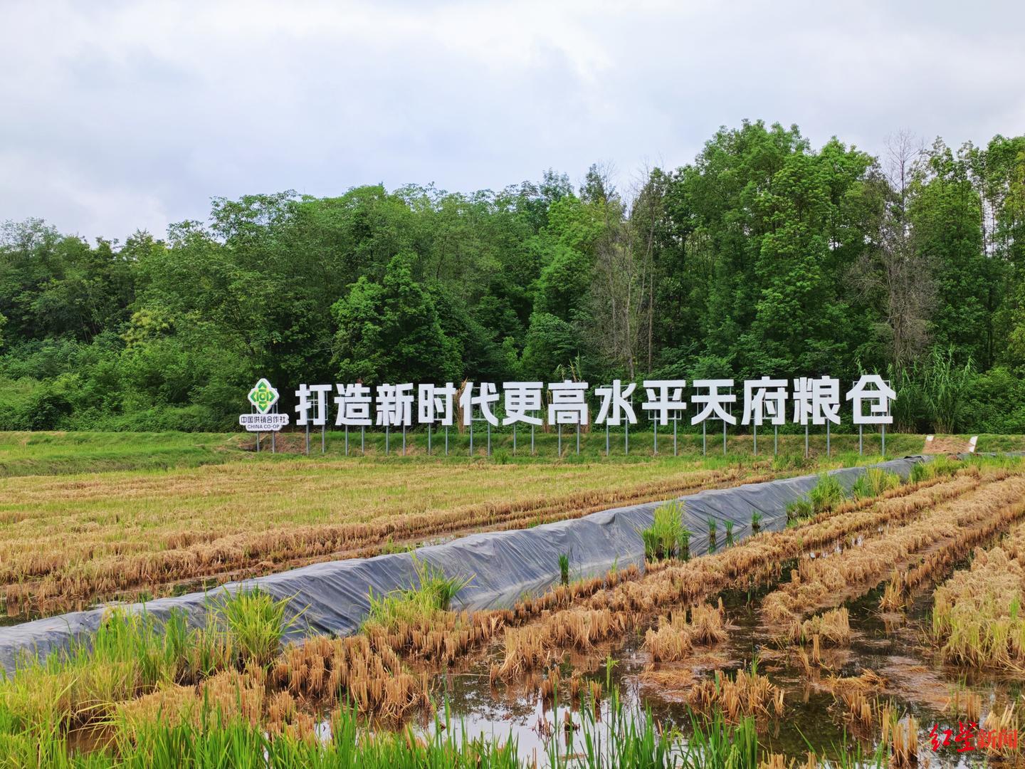 ▲东部新区东山农场