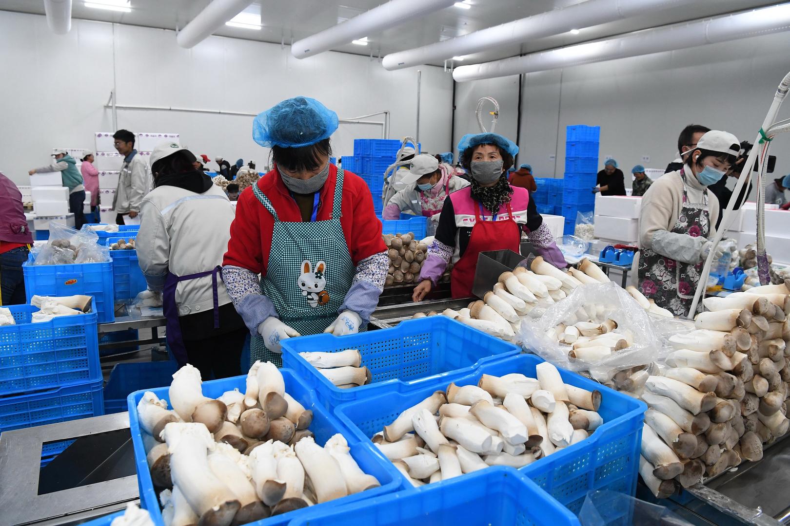 ▲甘肃临洮雪榕生物员工在包装食用菌 据视觉中国