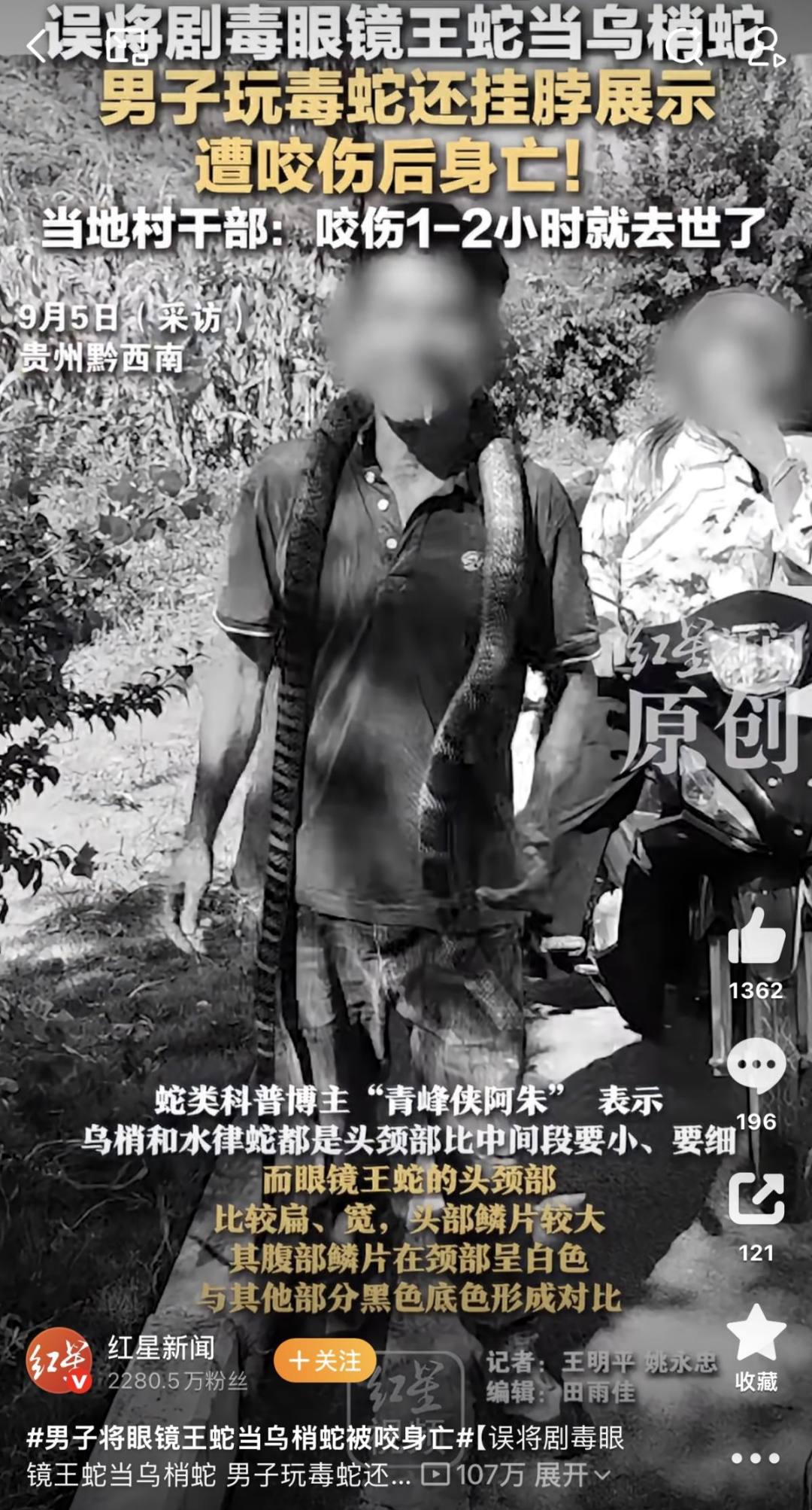 2025年，贵州黔西南州一男子因将眼镜王蛇当作无毒的乌梢蛇捕捉把玩，不幸被咬中毒身亡，事后蛇也被打死。图源：红星新闻