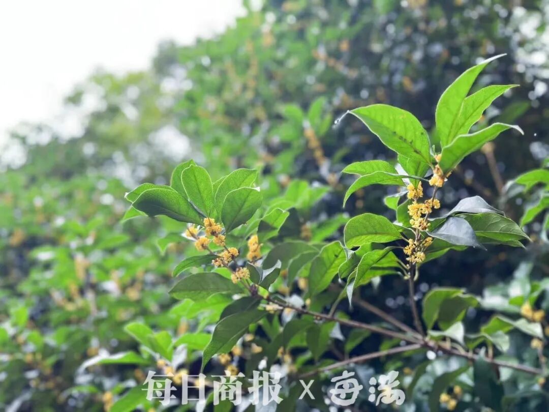 每满记者 方薇 摄