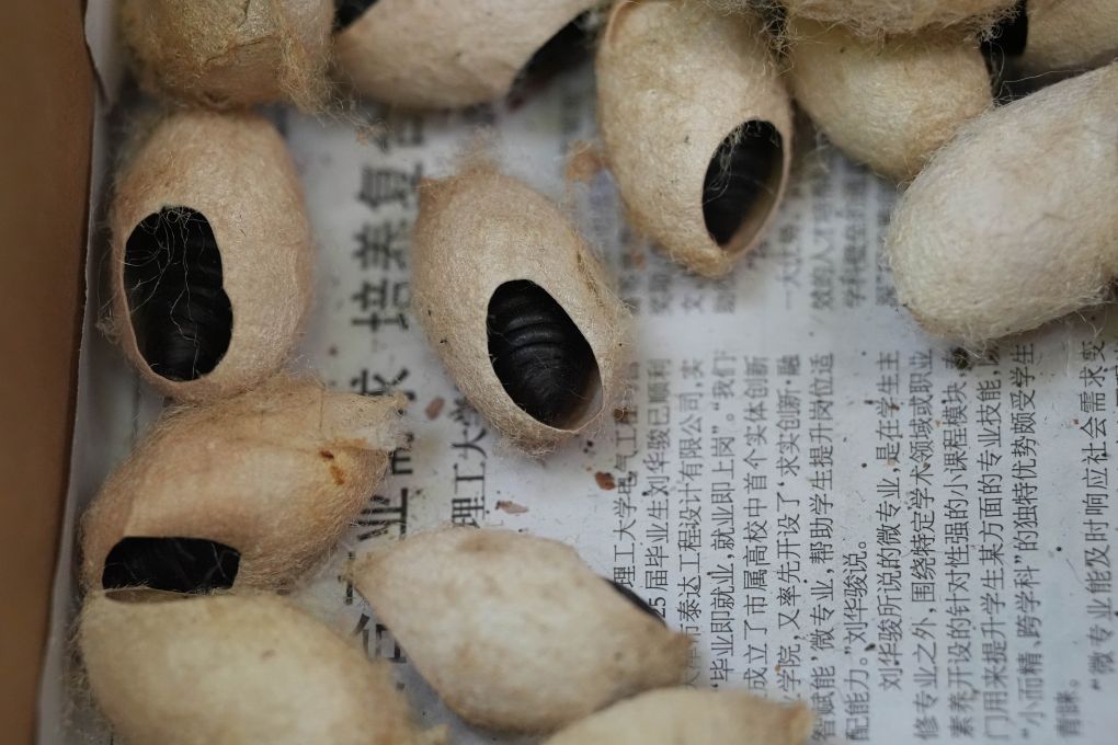北京市園林綠化局釋放的周氏齧小蜂蟲蛹。新華社發