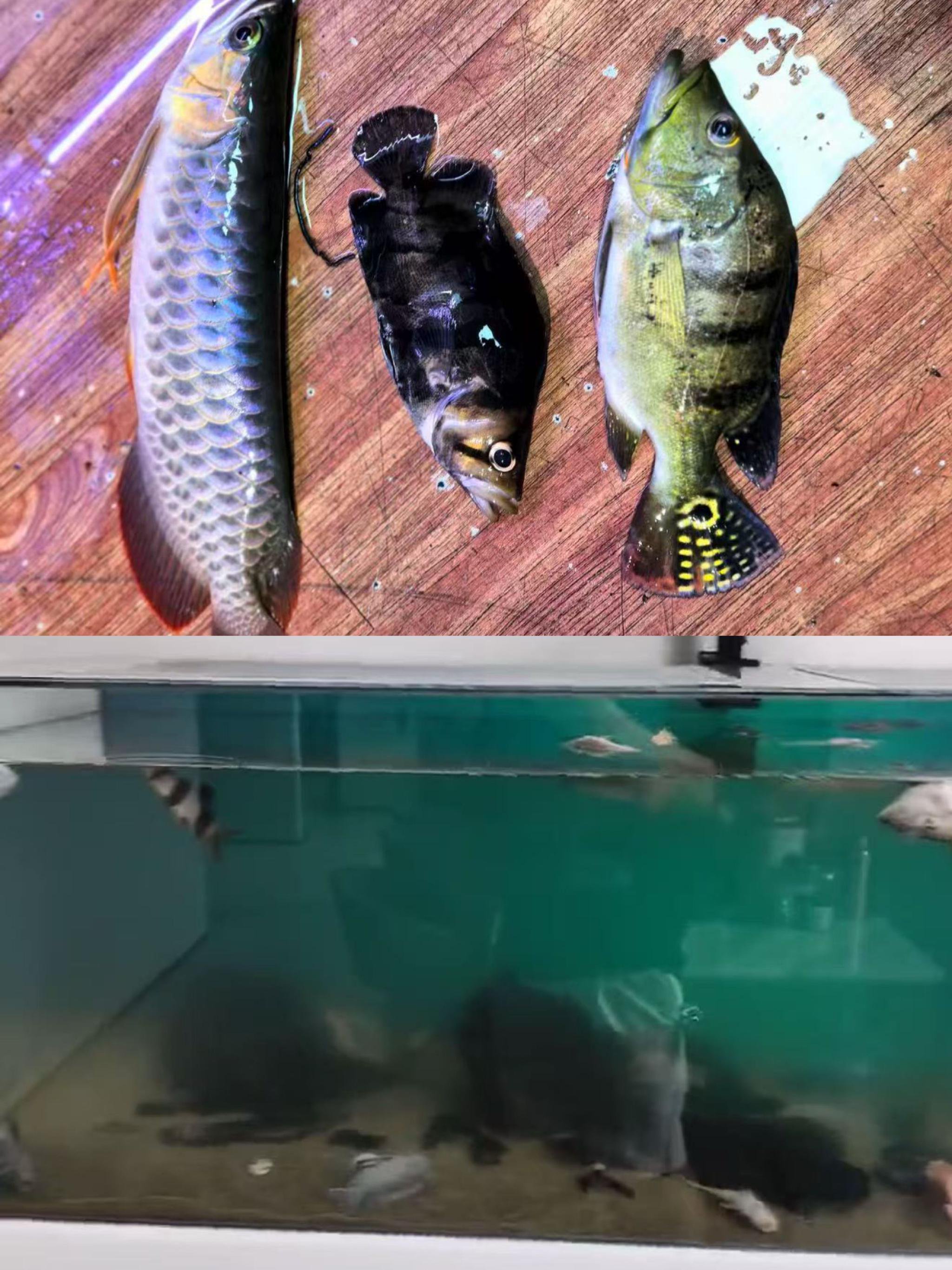智能插排被黑客入侵致观赏鱼团灭