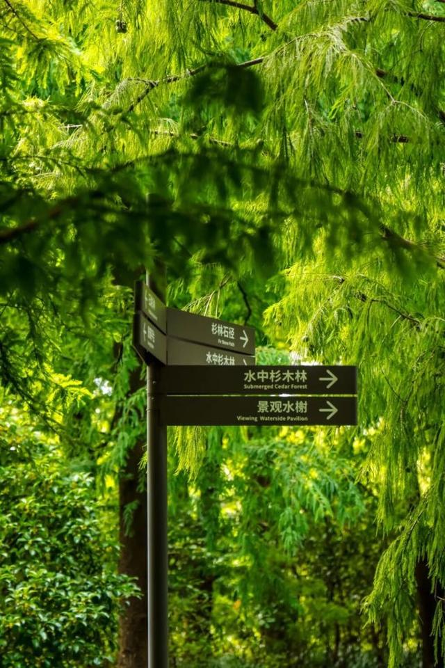前滩南侧超大水上森林开放，解锁中心城区森系秘境_新浪财经_新浪网