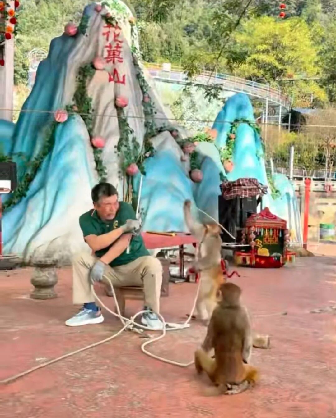猴子持鞭打饲养员 分不清谁是大小王