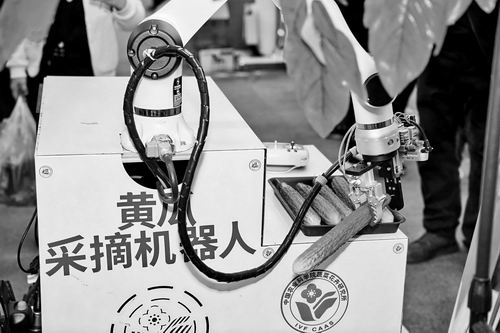 ▲中国农业科学院蔬菜花卉研究所展示的黄瓜采摘机器人。