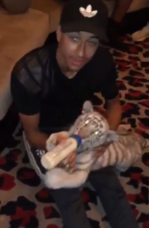 林加德给老虎喂奶