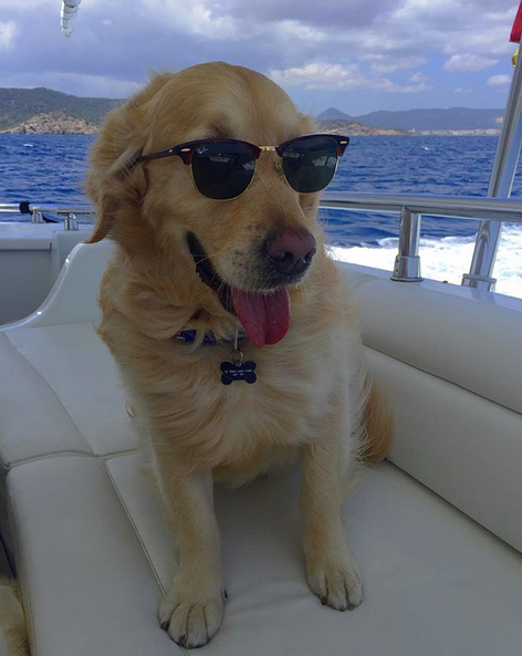 晒狗狂魔！桑切斯和他的爱狗们