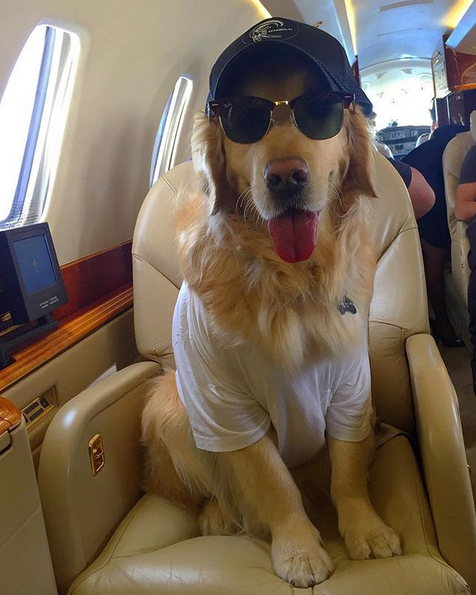 晒狗狂魔！桑切斯和他的爱狗们