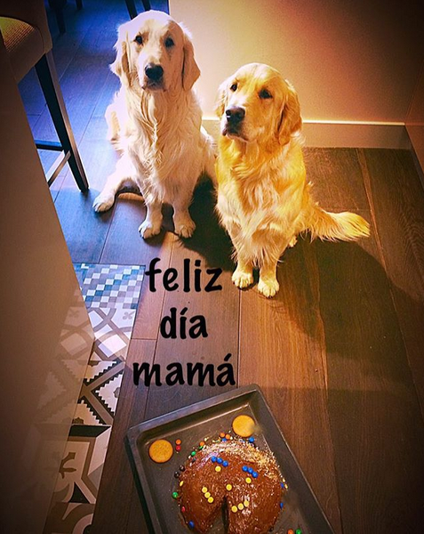 晒狗狂魔！桑切斯和他的爱狗们