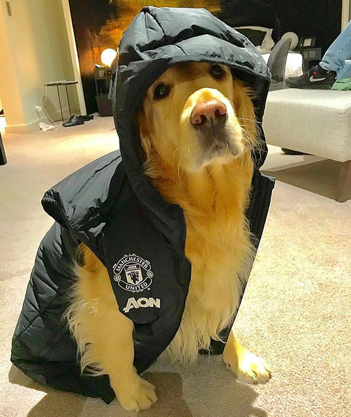 晒狗狂魔！桑切斯和他的爱狗们