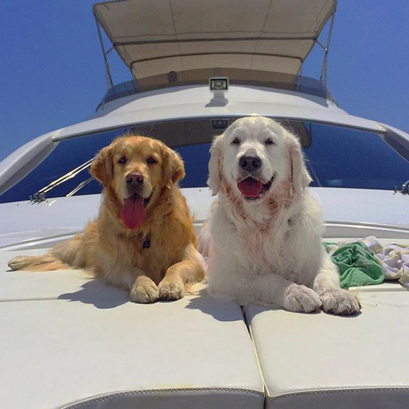 晒狗狂魔！桑切斯和他的爱狗们