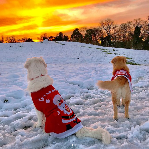 晒狗狂魔！桑切斯和他的爱狗们