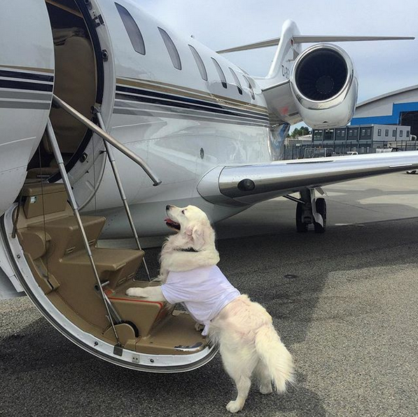 晒狗狂魔！桑切斯和他的爱狗们